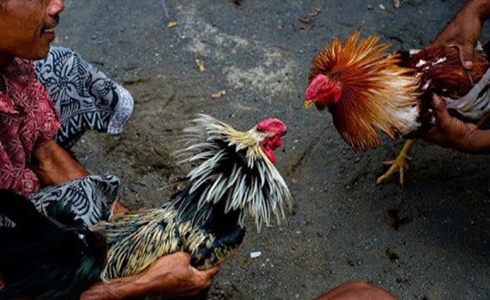 Malaysia Cockfighting